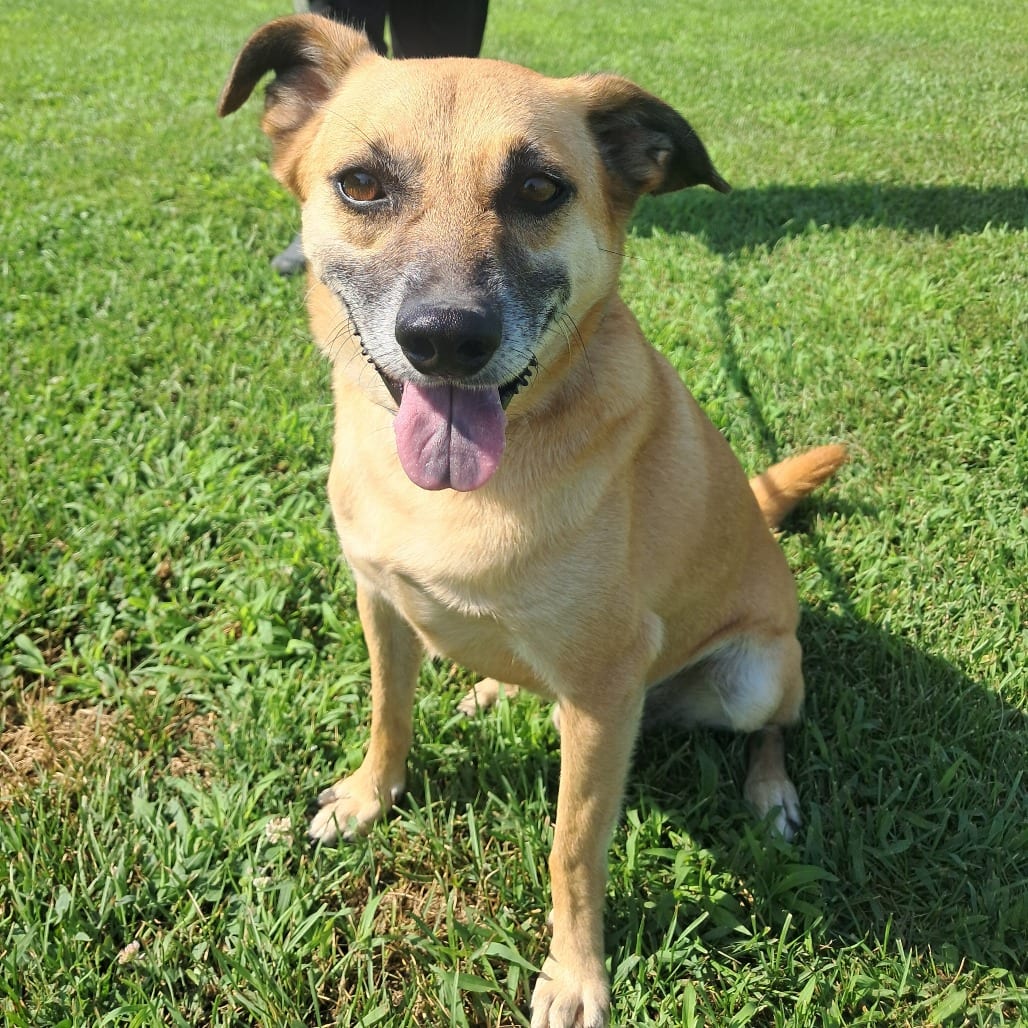 Photo of Slinky, adoptable Black Mouth Cur / Chihuahua, Short Coat in Tipton, Iowa