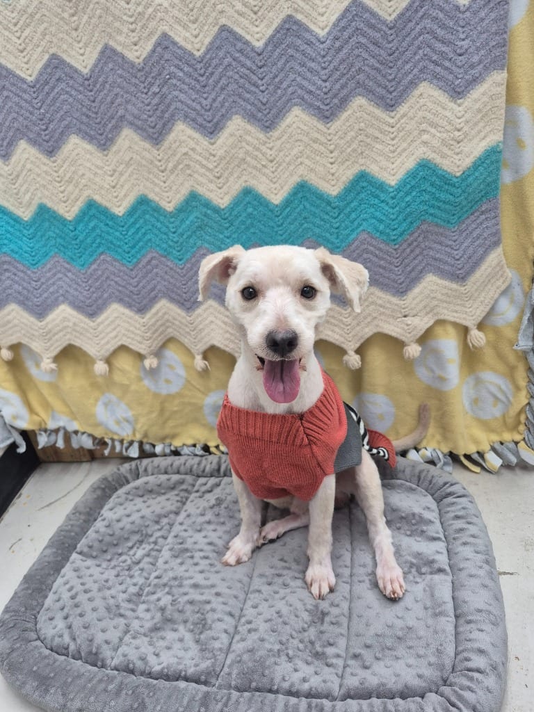 Photo of Benji, adoptable Havanese in Findlay, Ohio