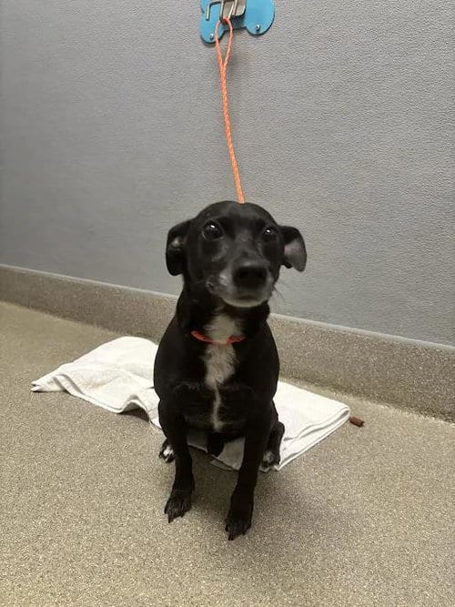 Photo of Dexter, adoptable Chihuahua in Las Vegas, Nevada