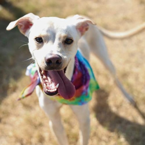 Photo of Pickle, adoptable Terrier in San Antonio, Texas