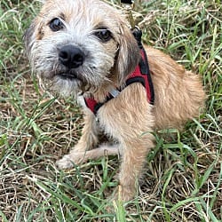 Photo of Tony, adoptable Border Terrier in Bell Gardens, California