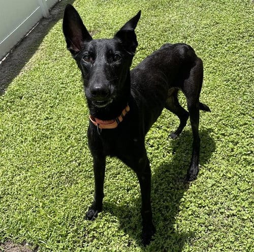 Photo of Onyx, adoptable Belgian Shepherd Malinois in Palmetto, Florida