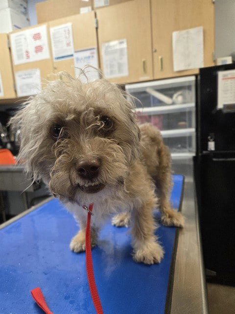 Photo of Toady, adoptable Shih Tzu in Phoenix, Arizona