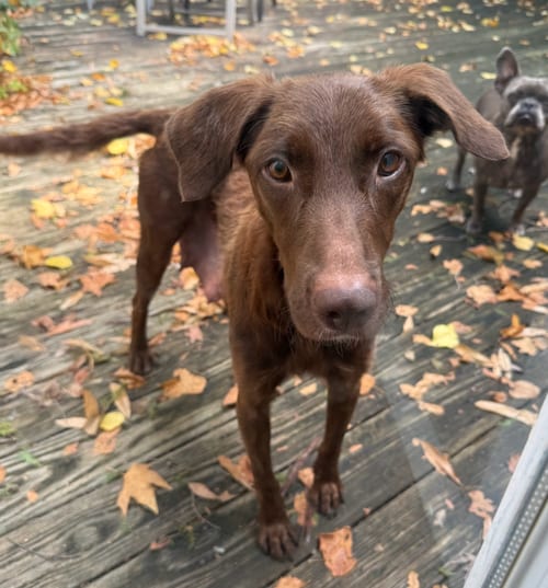 Photo of Rubirosa, adoptable Flat-coated Retriever in Brooklyn, New York