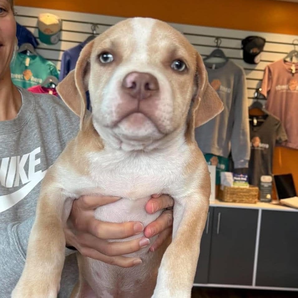 Photo of Shimmer (Female), adoptable Mixed Breed (Medium) / None in Bend, Oregon