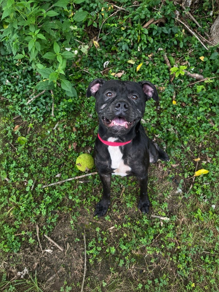 Photo of Ruth, adoptable Boxer in Maysville, Kentucky