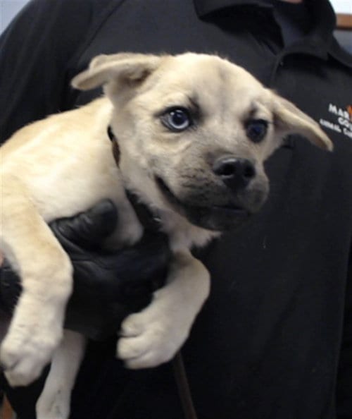 Photo of Hopper, adoptable Pug in Phoenix, Arizona