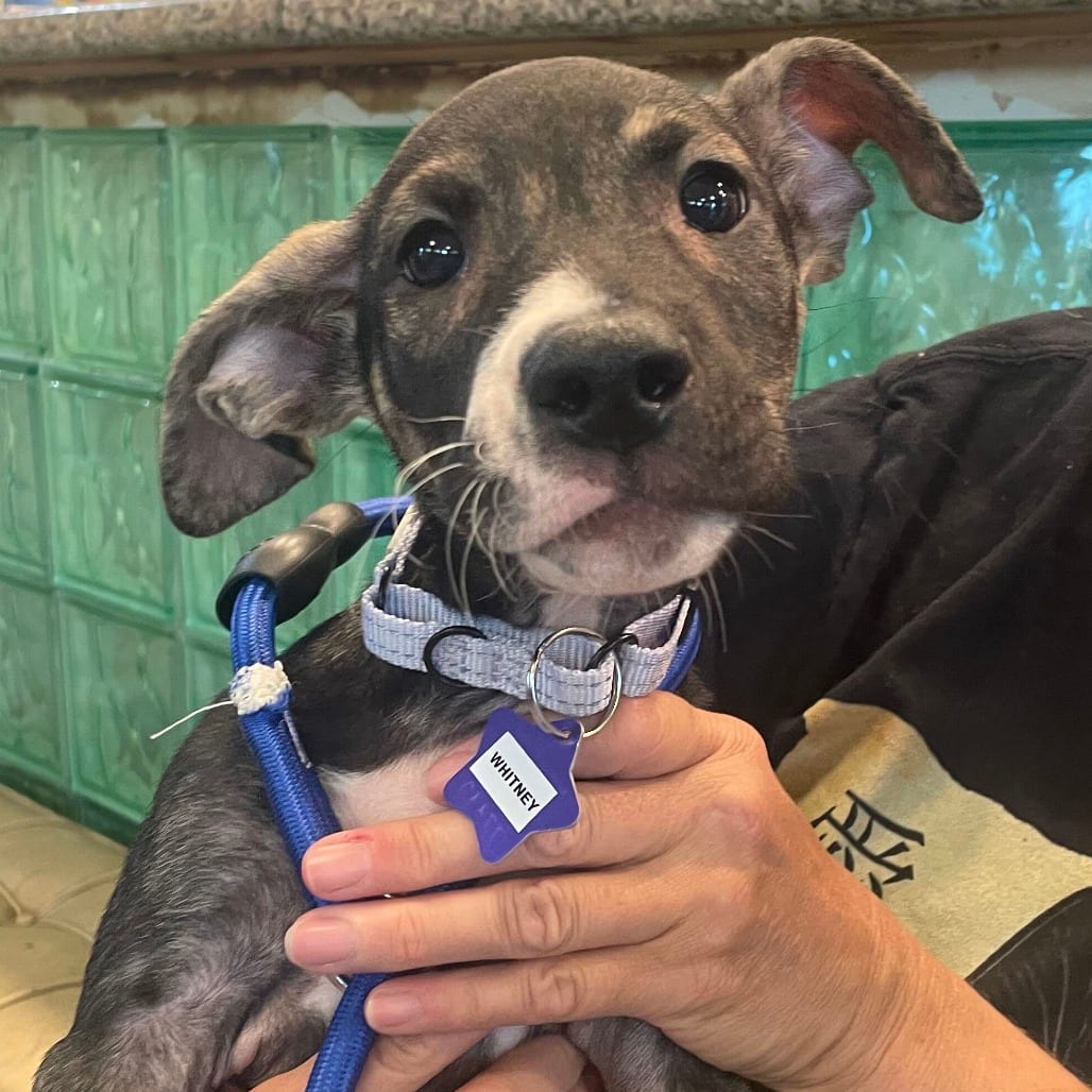 Photo of Whitney, adoptable Mixed Breed (Medium) in San Francisco, California