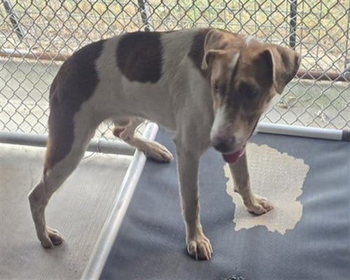 Photo of Lulu, adoptable American Foxhound in Conroe, Texas