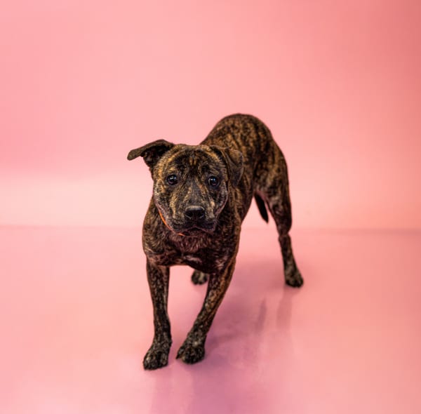 Photo of Velvet, adoptable Pit Bull cross in Lawrenceville, Georgia