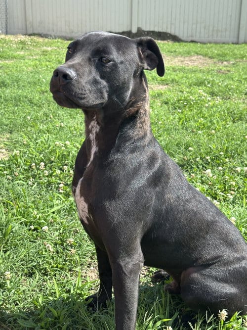 Photo of Gabba, adoptable American Pit Bull Terrier in Corning, Arkansas