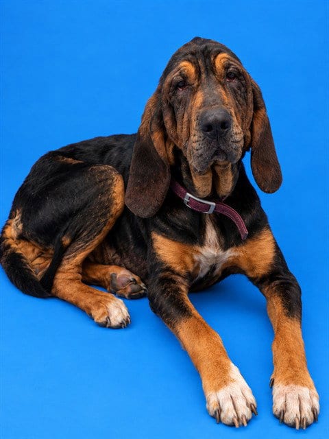 Photo of Remi, adoptable Bloodhound in Westminster, Maryland