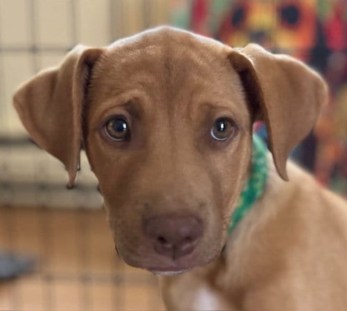 Photo of Ray Allen, adoptable Hound in Canton, Connecticut