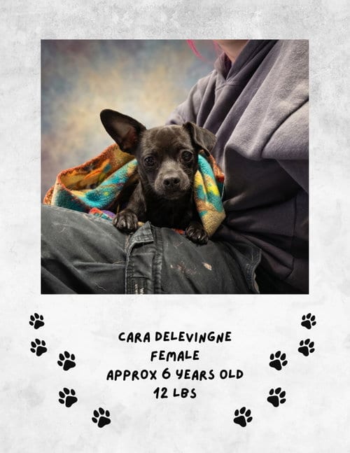 Photo of Cara Delevigne, adoptable Chihuahua in Las Vegas, New Mexico