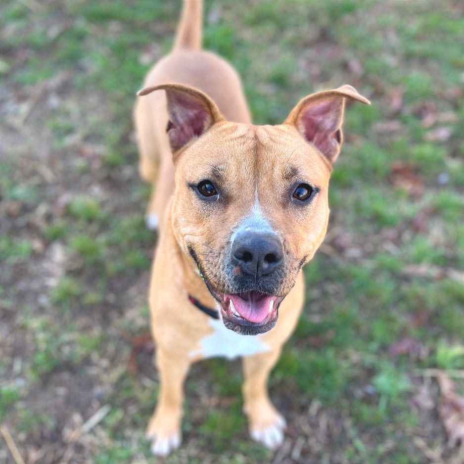 Photo of Cheeser, adoptable Mixed Breed (Medium) in Chattanooga, Tennessee
