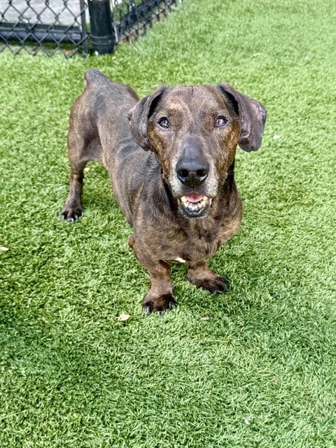 Photo of Ronnie, adoptable Dachshund in Dallas, Texas
