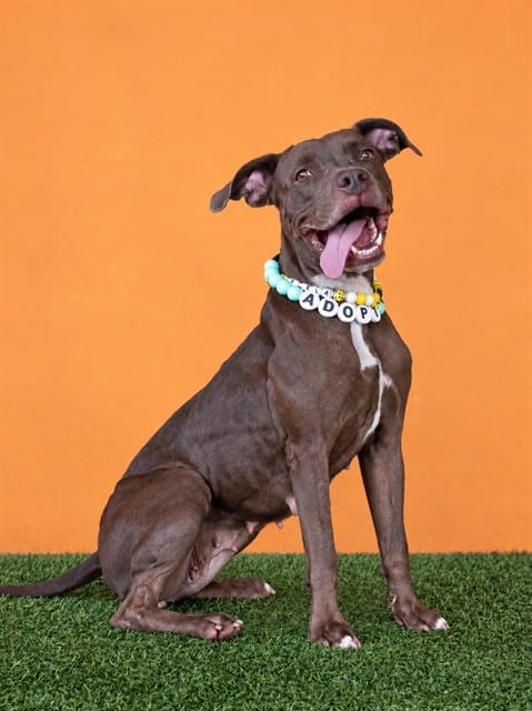 Photo of Canela, adoptable Terrier mix in Miami, Florida