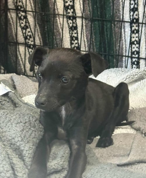 Photo of Kane, adoptable Chihuahua in Princeton, Minnesota