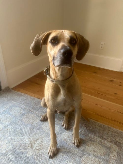 Photo of Winston, adoptable Black Mouth Cur in Abbeville, Louisiana