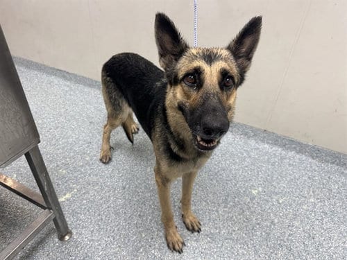 Photo of Colby, adoptable German Shepherd Dog in Garland, Texas
