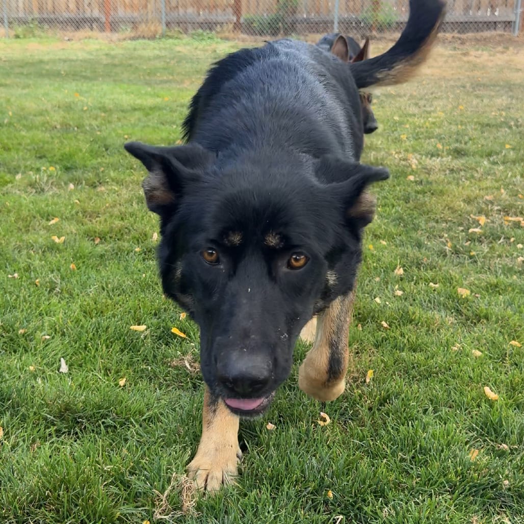 Photo of Oakley, adoptable Mixed Breed (Large) in Medford, Oregon
