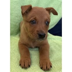 Photo of Mazapan, adoptable Australian Cattle Dog in Lancaster, California