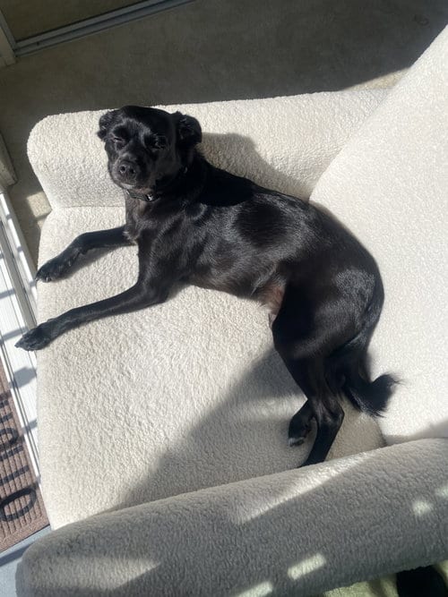 Photo of Baxter, adoptable Spaniel in Lake Elsinore, California
