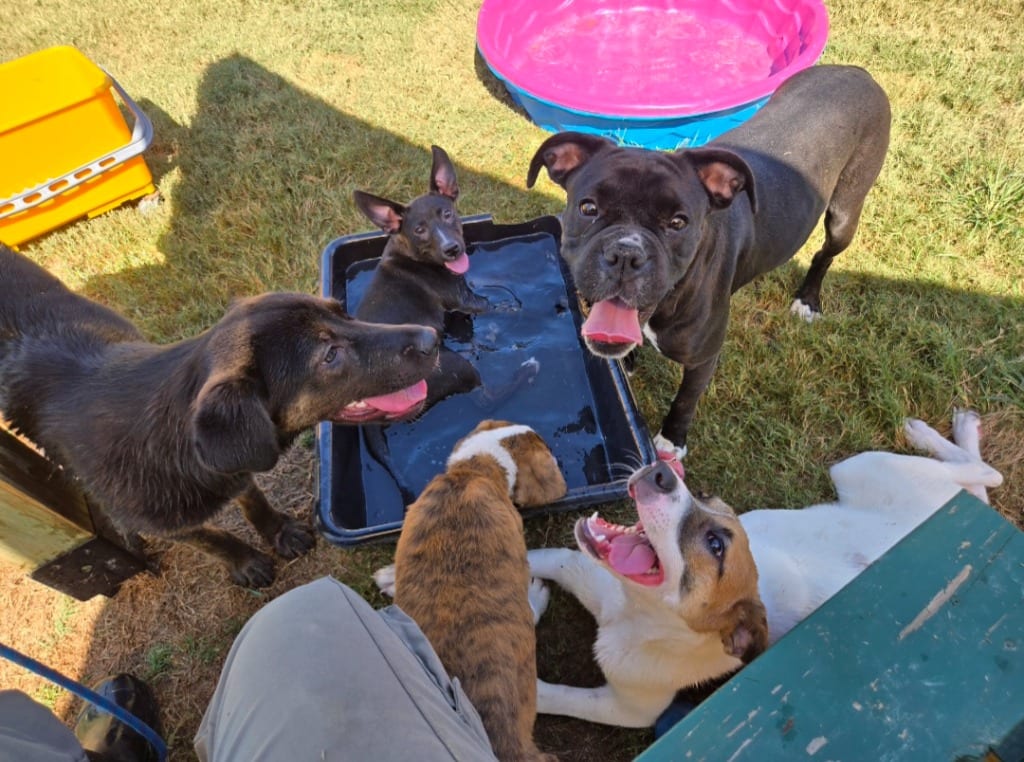 Photo of Pennelope, adoptable Mixed Breed in Douglasville, Georgia