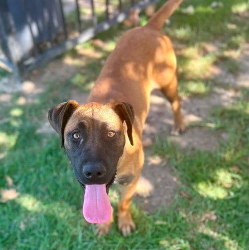 Photo of Jake, adoptable Belgian Shepherd Malinois in Riverside, California