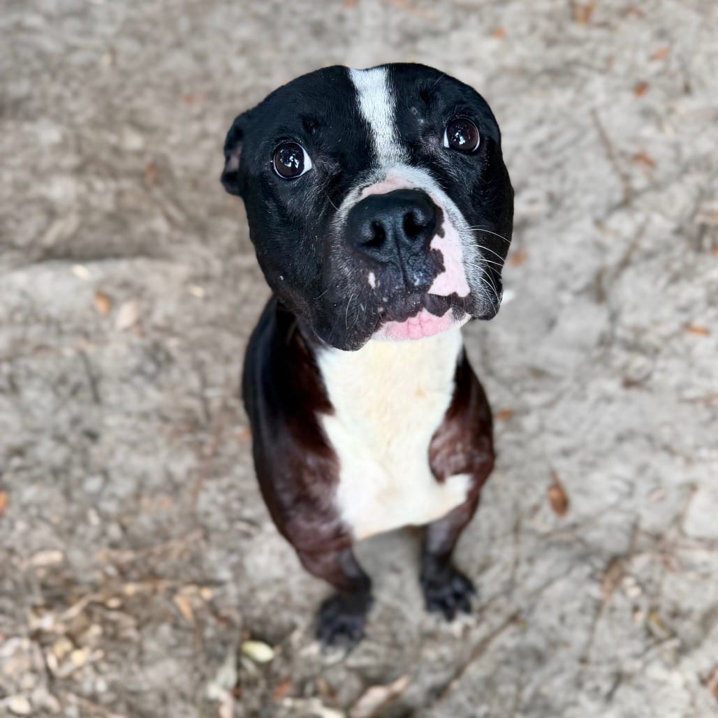 Photo of Shaq 🐾, adoptable Mixed Breed (Medium) in Milton, Florida
