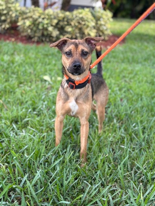 Photo of Elijah, adoptable Chihuahua in Margate, Florida