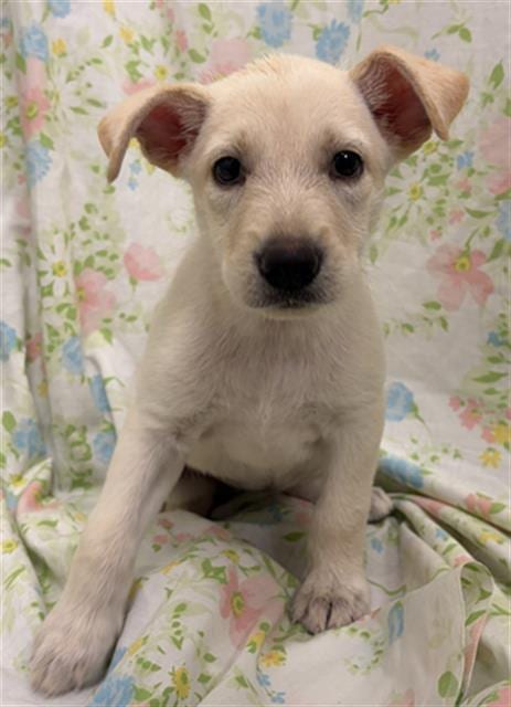 Photo of Snickers, adoptable Labrador Retriever in Rosenberg, Texas