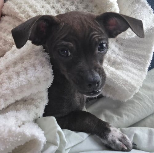 Photo of Baleigh, adoptable Chihuahua in Rosenberg, Texas