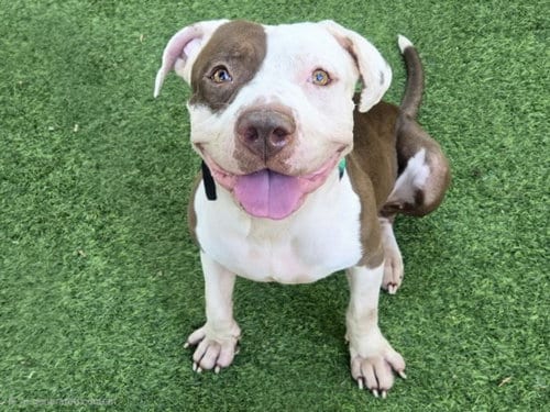 Photo of Trey, adoptable Staffordshire Bull Terrier in Van Nuys, California
