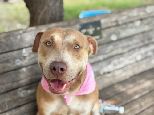 Photo of Lil Roy, adoptable Pit Bull Terrier in Tulsa, Oklahoma