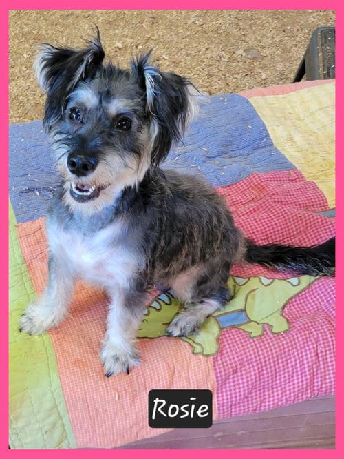 Photo of Rosie, adoptable Schnauzer in Granbury, Texas