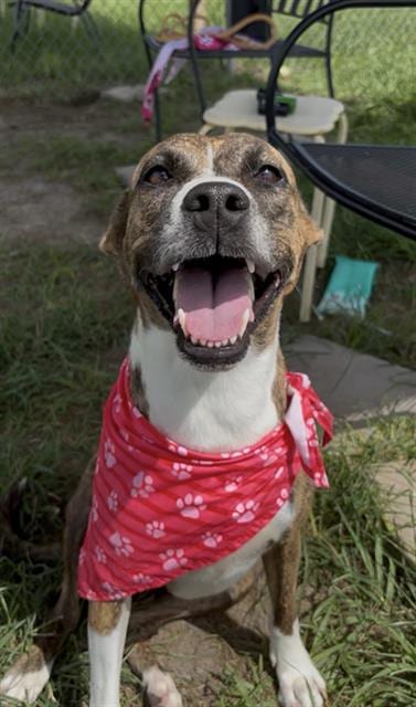Photo of Jess, adoptable Pit Bull Terrier in Rosenberg, Texas