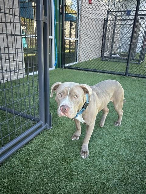Photo of Zeus, adoptable Pit Bull Terrier in Dallas, Texas