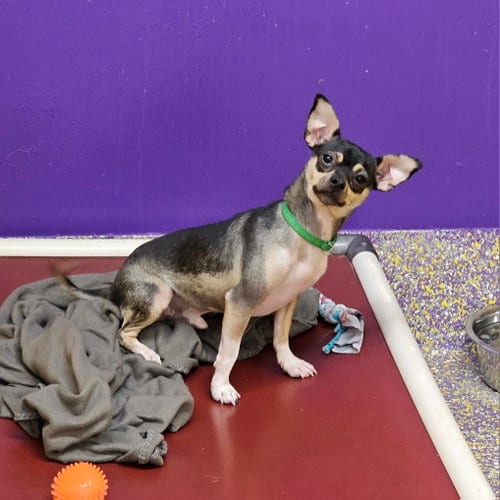 Photo of Bruce, adoptable Chihuahua in Metairie, Louisiana