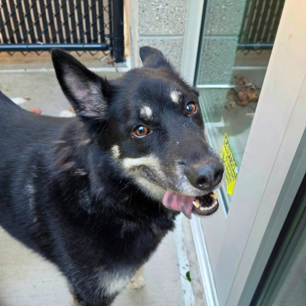 Photo of Wolverine, adoptable Husky, Siberian / Shepherd, German in Greensboro, North Carolina