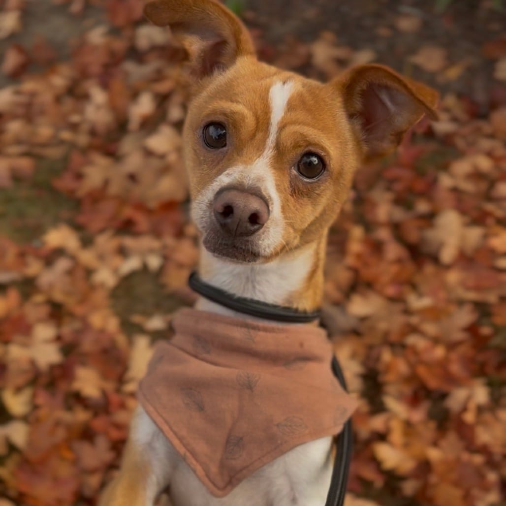 Photo of Diego, adoptable Chihuahua / Mixed Breed (Small) in Newberg, Oregon