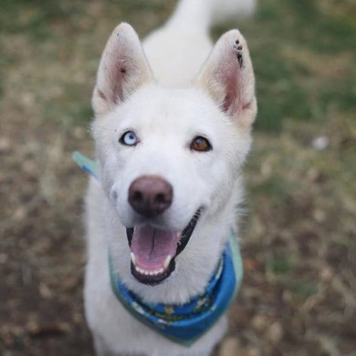 Photo of Daphine, adoptable Siberian Husky in San Antonio, Texas