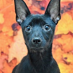 Photo of Vinnie, adoptable Terrier (Unknown Type, Small) Mixed Breed (Small) in Dublin, California
