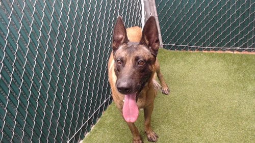 Photo of Max, adoptable Belgian Shepherd Malinois in Downey, California