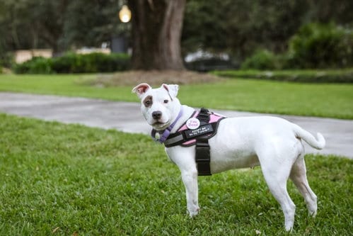 Photo of June Bug, adoptable Unknown breed (short coat) in Gainesville, Florida