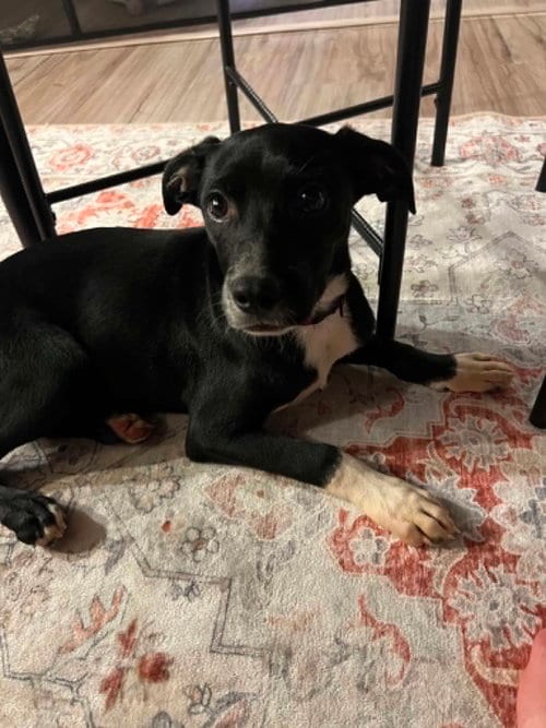 Photo of Artie, adoptable Unknown breed in Coralville, Iowa