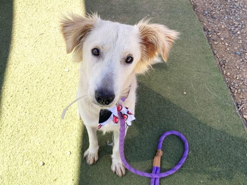 Photo of Peppy, adoptable Labrador Retriever in Phoenix, Arizona