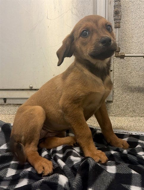 Photo of Zena, adoptable Boxer in Statesville, North Carolina