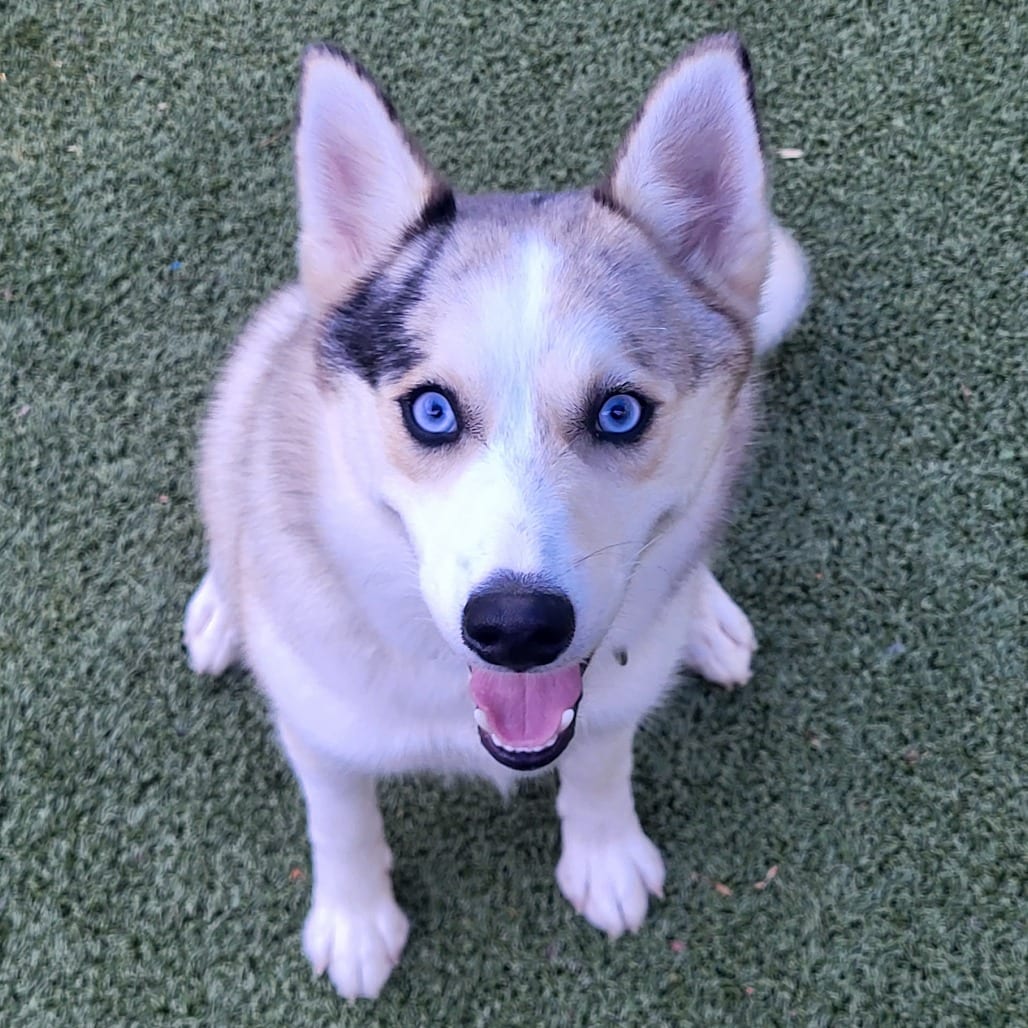 Photo of Frodo, adoptable Husky, Siberian / Mix in Greensboro, North Carolina