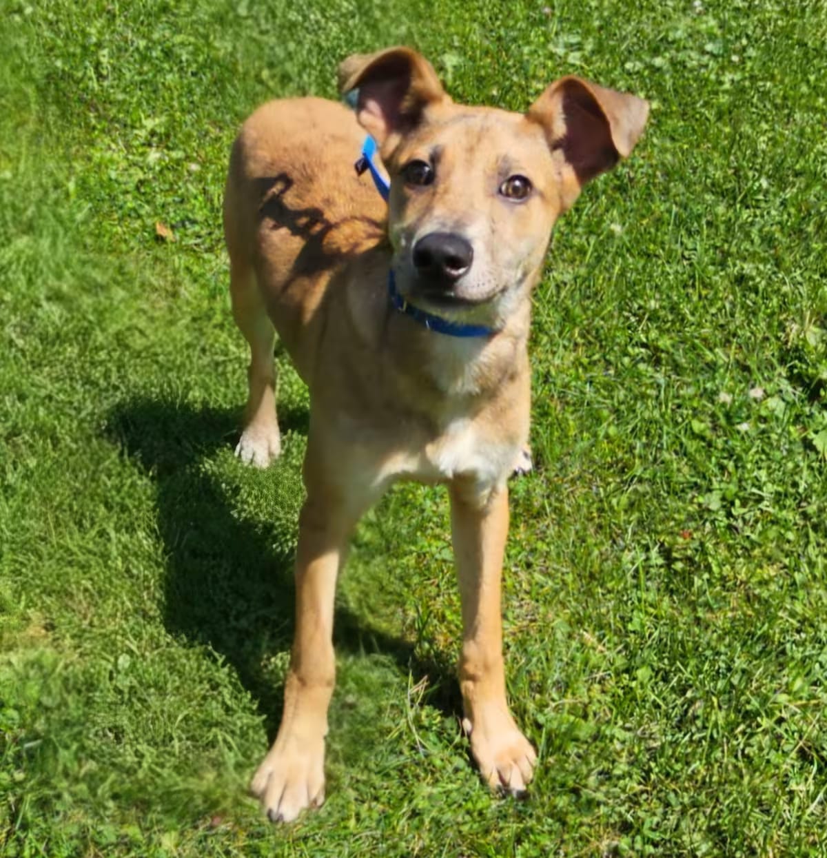 Photo of Cooper, adoptable Shepherd (Unknown Type) in Arlington Hts, Illinois